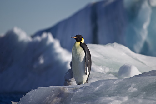 Antarctica by richard.mcmanus.