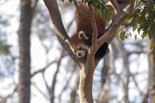 木登りレッサーパンダ