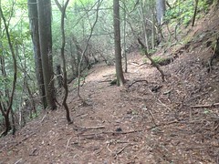 Upper Low Gap Creek Trail 