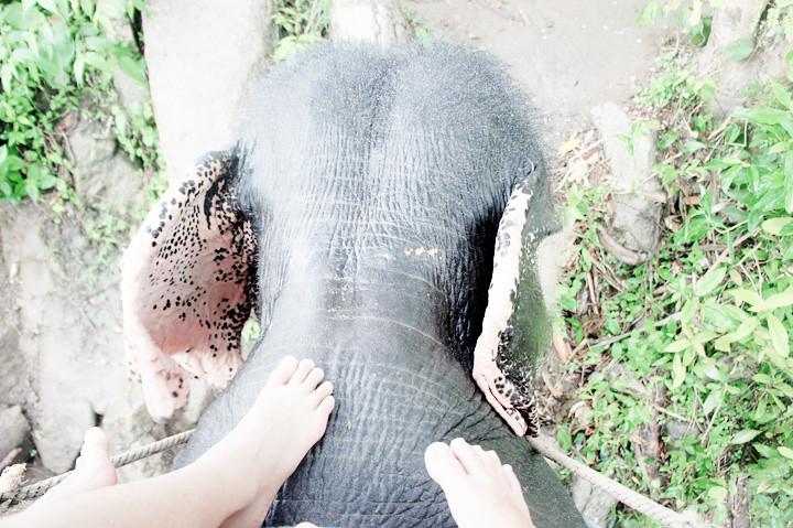 phuket elephant riding typicalben 5