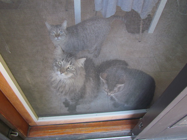 Kitties at the door