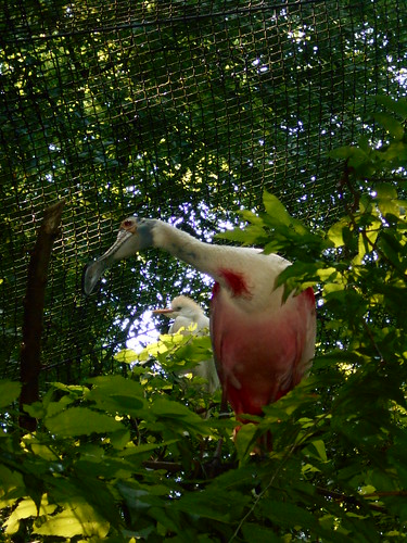 pink bird (1)