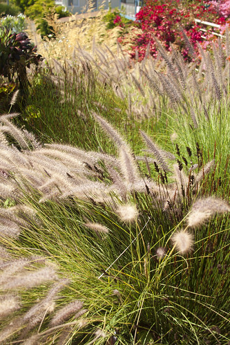 wave grasses and restios 3