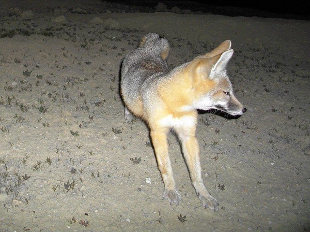 sj kit fox