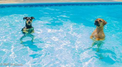 プールと犬