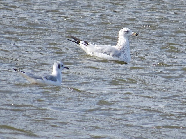 Bonaparte's and Ring-billed Gull at Evergreen Lake in McLean County 01