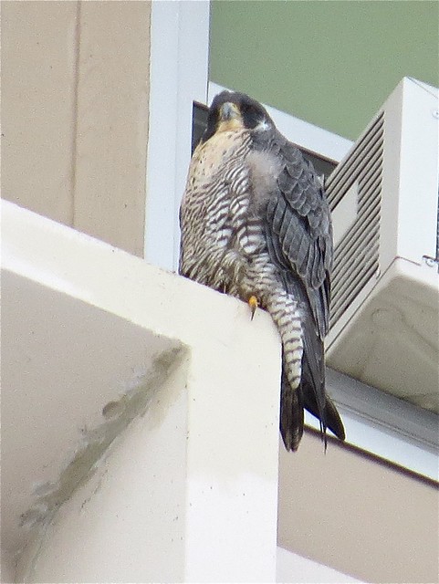 Peregrine Falcon on Manchester Hall at Illinois State University 03