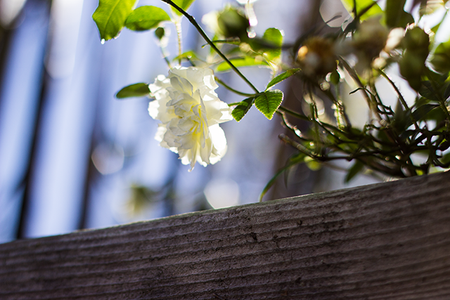 white roses, dappled sunlight