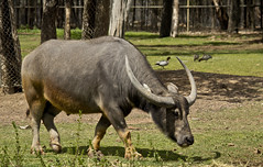 Taronga Western Plains Zoo