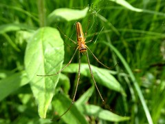 Tétragnathe étirée - Common Strech-spider