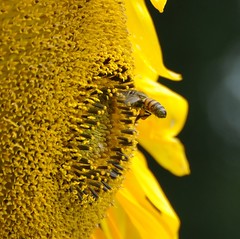 Zonnebloemen / Sunflowers