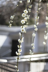 Dazaifu Tenam-Gu (Plum blossoms)