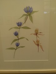 eloise butler wildflower art work