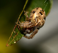 Araneae sp.