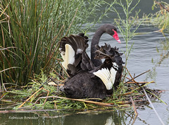  Swan Black