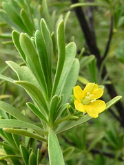 Surianaceae