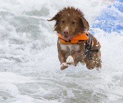 Surf Dog Competition - Imperial Beach (2014)