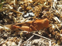 Acrididae - Grasshoppers - Subfamily Oedipodinae (=Locustinae)