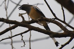 Kerala Birds