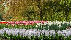 Le Parc Floral de Keukenhof - ( Pays-Bas)