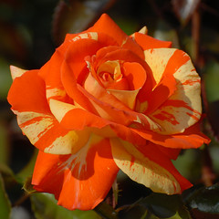 Schenectady Rose Garden 9-2-2012A