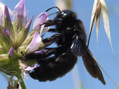 Digger Bees, Bumblebees & Allies - Apidae