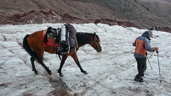 Konie transportuja plecaki na lodowcu Gergeti.