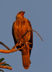 Birds - Raptors & Owls - Darwin Region