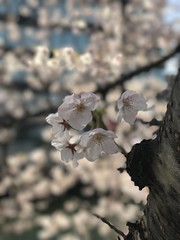 越中島の桜 2017