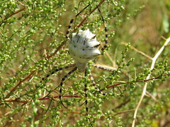 Orb-Weaver Spiders - Araneidae