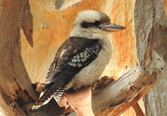 Birds - Australia
