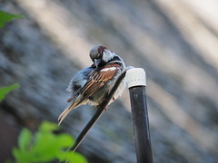 Spatzen (Sparrows)