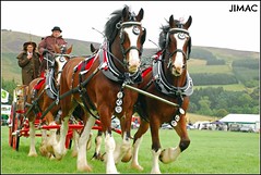 Peeblesshire Agricultural Show