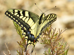 Papilionide - Swallowtails, etc