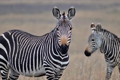 SOUTH AFRICA - Mountain Zebra National Park
