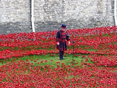 Poppies and Memories at Tower of London