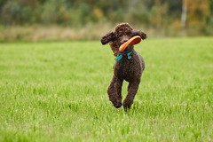 Brown poodle running with a toy on the grass in summer.