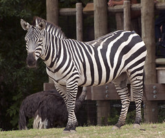 Fort Wayne Childrens Zoo 08-07-2009 - Plains Zebra