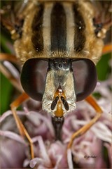 Schwebfliegen / Syrphidae