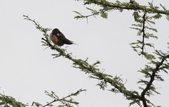 IMG_4993a - Red-rumped Swallow (Hirundo daurica), Ndutu, Arusha Region, Tanzania - GPS #374