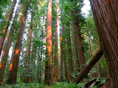 Redwoods 2014
