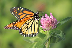 Monarch Butterflies 003