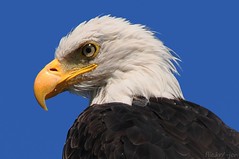 Bald Eagles 2009-2021