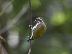 Woodpecker : Piculet - 03