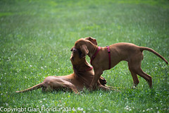 Joyful Vizsla dogs playing