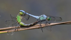 Dragonflies and Damselfies