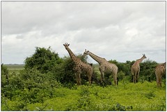 2017 01 19 Chobe - Girafes et compagnie