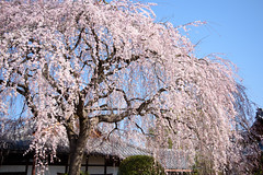 京都・春 in 2017