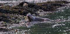 Otters & Seals