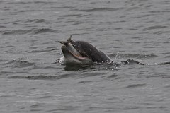 Moray Firth Dolphins 2014
